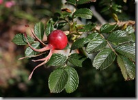 Rose hip from Rosa rugosa 'Fran Dagmar Hastrup' at Fickle Hill Old Rose Nursery