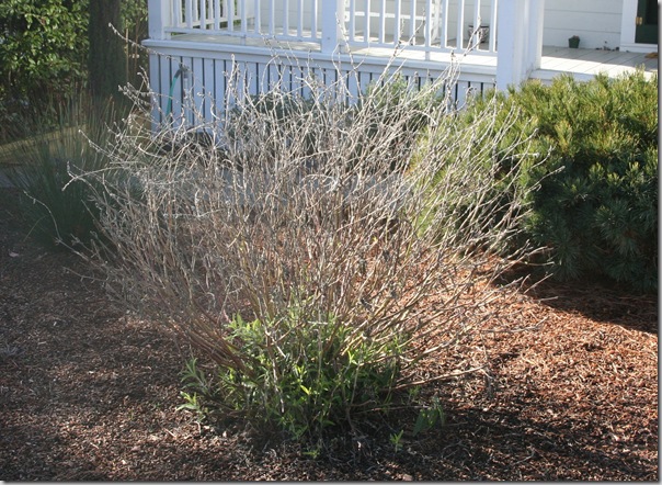 Dormant Mexican Bush Sage - Salvia leucantha