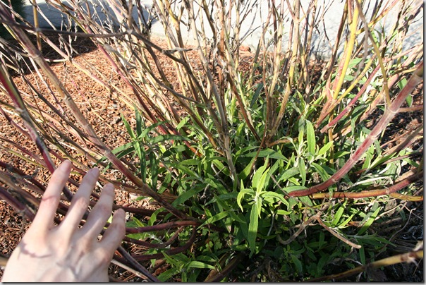 New growth on Mexican Bush Sage Salvia leucantha