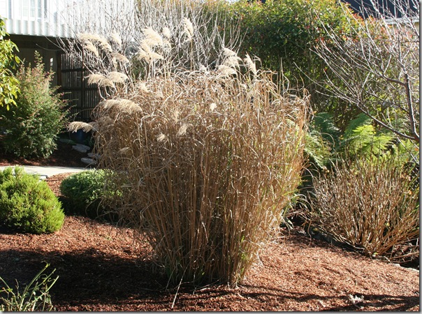 Dormant Miscanthus grass before cutting back