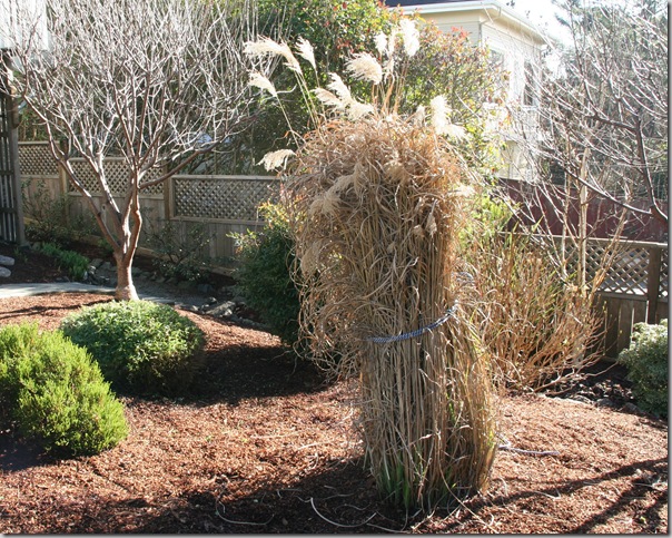 Dormant Miscanthus ornamental grass tied up in preparation for pruning