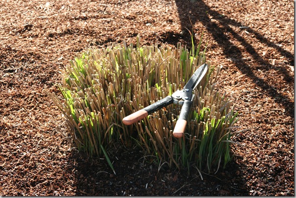 Miscanthus grass after pruning to 6 to 10 inches tall