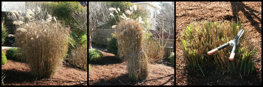 How to prune Miscanthus and other large, dormant ornamental grasses.