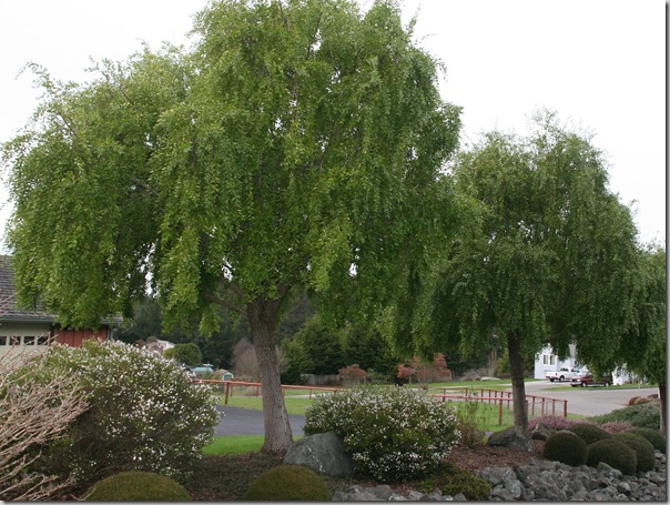 Mayten Tree or Maytenus boaria