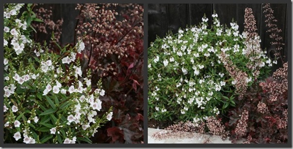 Parahebe linifolia with Heuchera 'Crimson Curls'