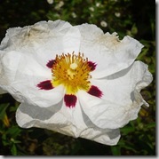 Cistus photo by dichohecho on Flickr
