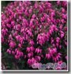 Erica carnea 'Porter's red