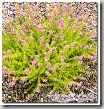 Erica cinerea 'Lime Soda'