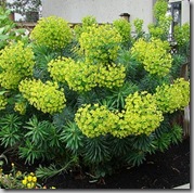 Euphorbia photo by wlcutler on Flickr