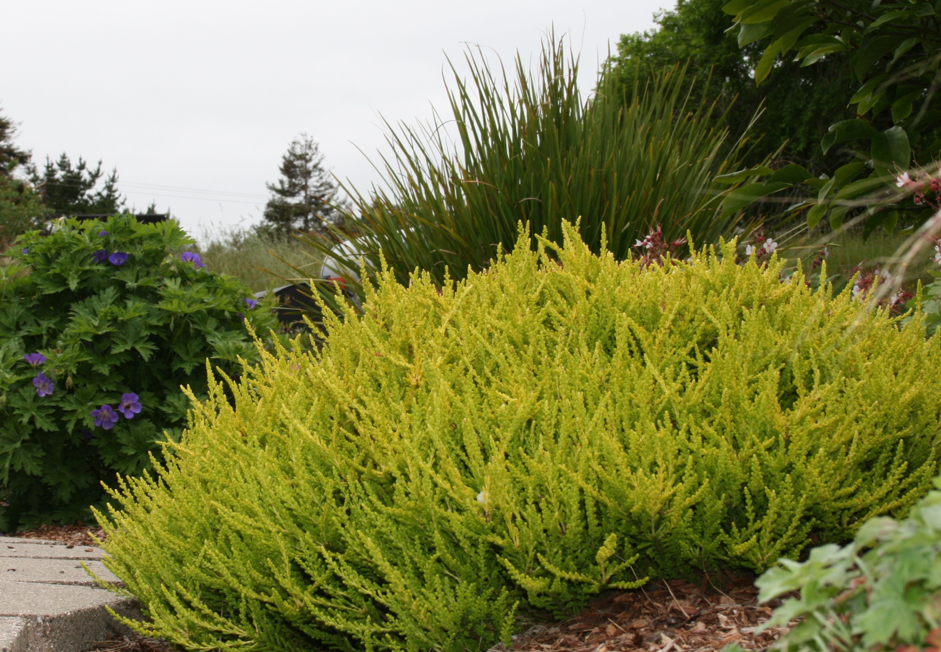 Bouquet of purple scotch heather bush (Calluna vulgaris, erica