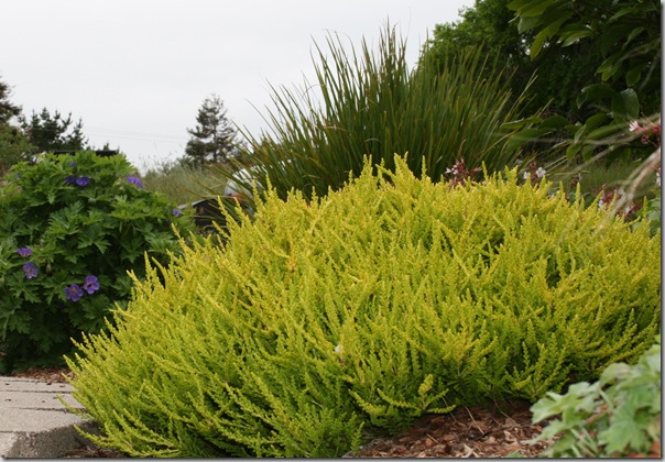 Golden Calluna