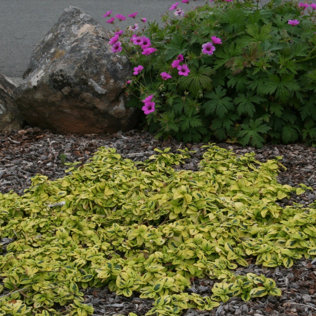 Wind-Resistant Archives ⋆ North Coast Gardening