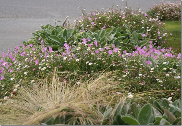 Seacoast gardener? A collection of flowering perennial plants that grow well on the coast. From www.northcoastgardening.com.