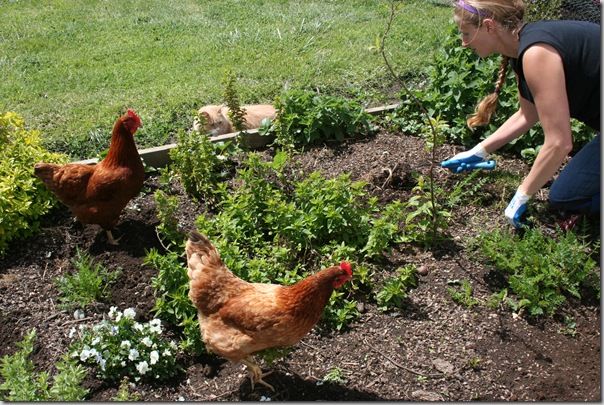 Gardening with chickens