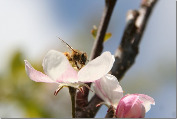 Honeybee on apple blossom