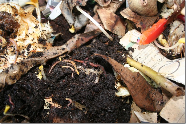 worm compost bin