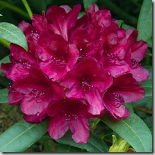 Rhododendron 'Black Sport'