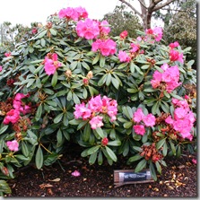 Rhododendron 'Noyo Dream' 4'