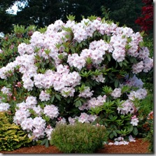 Rhododendron 'Van Ves Sensation'