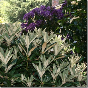 Rhododendron Yaku Hybrid