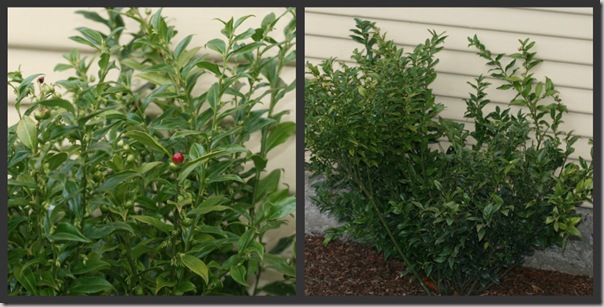 Plants to Love: Fragrant Sweet Box (Sarcococca ruscifolia)