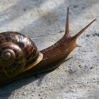Organic Snail and Slug Control: How to Kill Snails and Slugs Naturally
