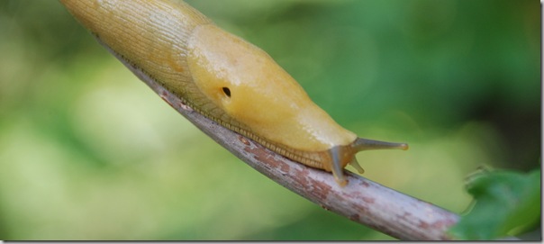 Banana slug