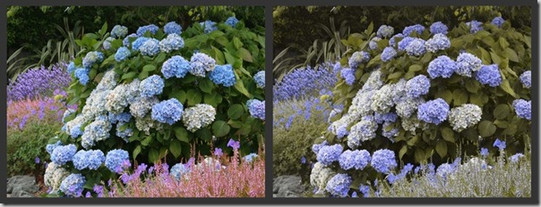 garden design for color blind people (2)