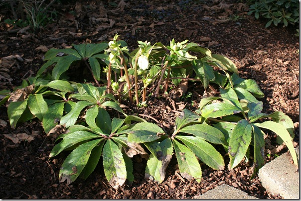 Hellebore - time to prune