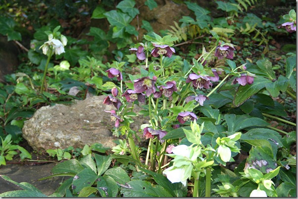 Hellebores at the SF Botanical Garden