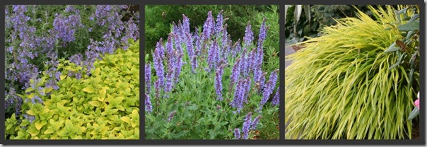 Nepeta and Golden Oregano, May Night Salvia and Rosemary, Japanese Forest Grass