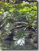 Steve Asbell's image of Philodendron from The Rainforest Garden Website
