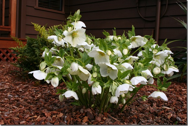 hellebore pruned