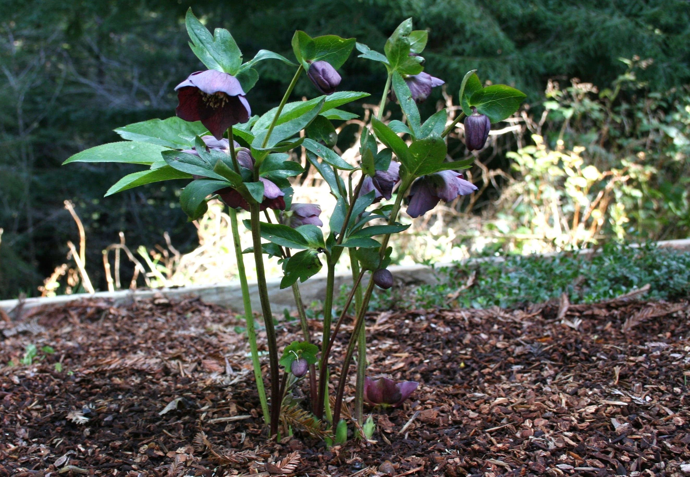 Hellebore Pruning: How-To and A Cautionary Tale ⋆ Coast Gardening