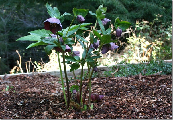 pruning hellebore