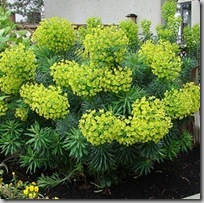 Euphorbia photo by wlcutler on Flickr