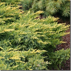 Juniperus x media 'Daubs Frosted'