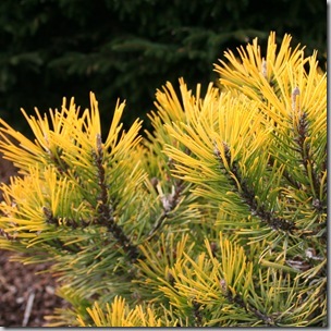 Pinus mugo Ambergold