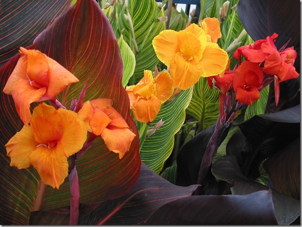 Three Tropicanna varieties