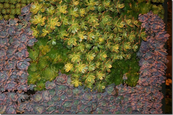 closeup succulents wall