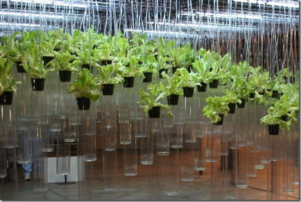 lettuce display - Copy