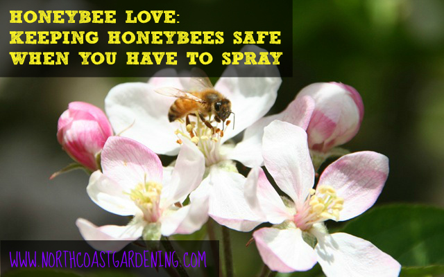 Honeybee Love: Keeping Honeybees Safe While Using Pesticides