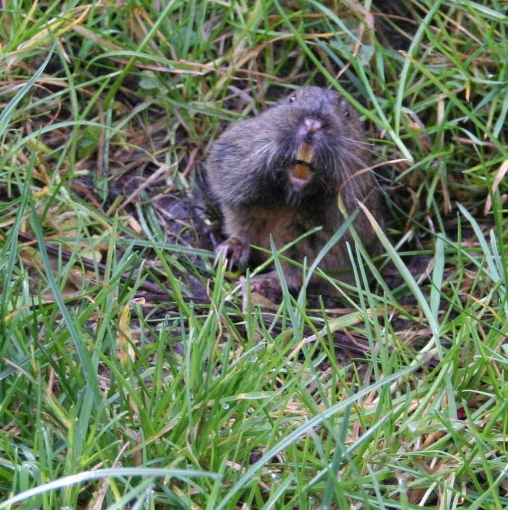 Gophers - so cute, yet so destructive. 