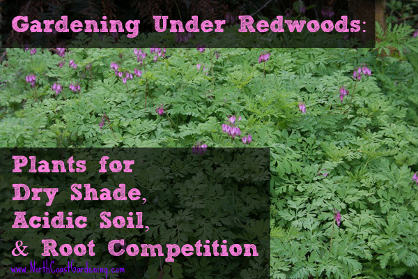 gardening under the redwoods