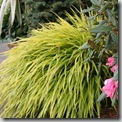 Japanese Forest Grass or hakonechloa macra aureola