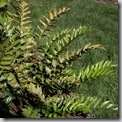holly fern at Longshore garden (2)