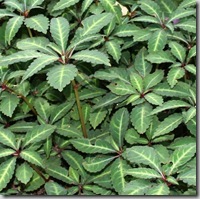 impatiens omeiana