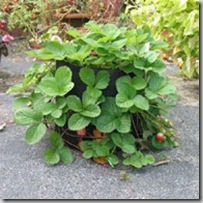 strawberries in smartpots