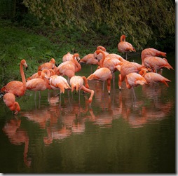 Flamingoes