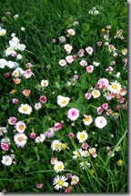 fleur de lawn closeup by hobbs and hopkins